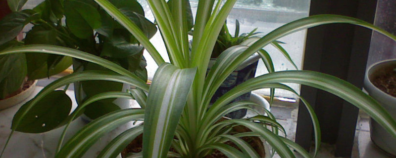 小叶吊兰怎么繁殖 小叶吊兰怎么繁殖方法