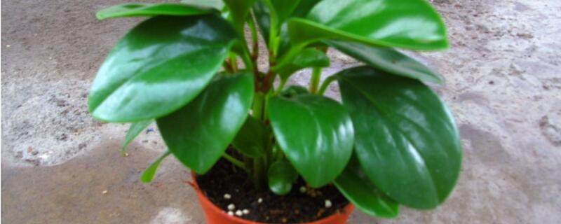 青叶碧玉怎么修剪造型（青叶碧玉怎么修剪造型图片）