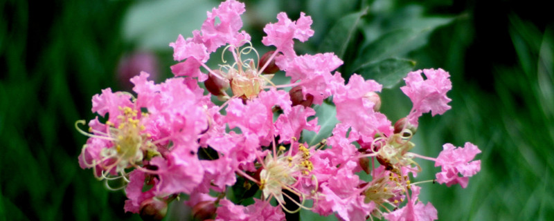 百日红怎样扦插生根快（百日红怎样扦插生根快些）