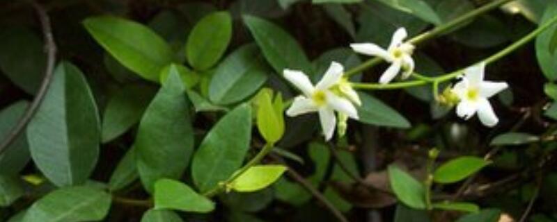 络藤石怎么繁殖 络石藤怎样繁殖