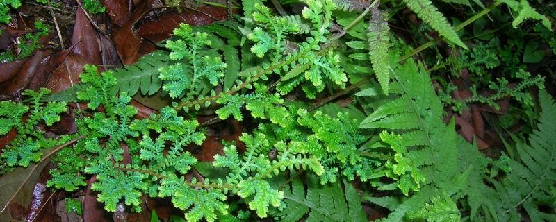 翠云草有毒吗（翠云草有毒吗有毒吗）