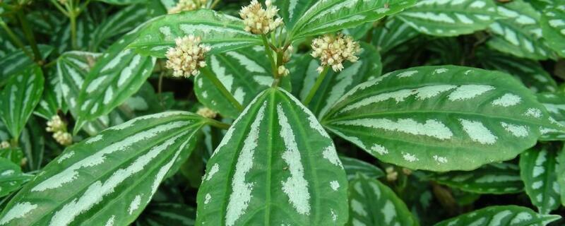 巴拿马冷水花有毒么（巴拿马饮用天然水）