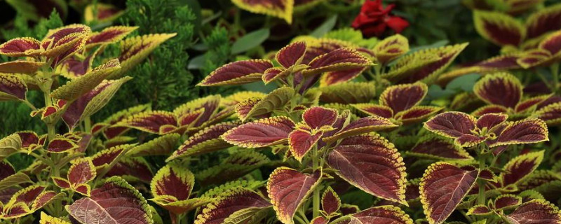 彩叶草怎么扦插 彩叶草怎么扦插视频