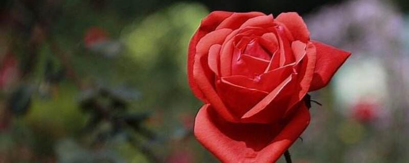 适合情人节送的花 适合情人节送的花有哪些