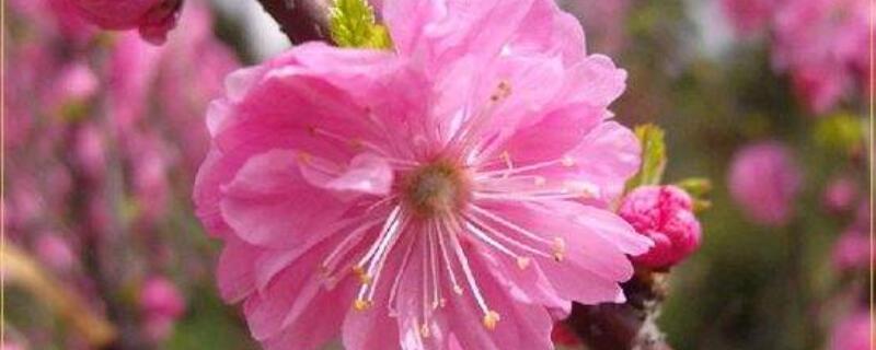 榆叶梅的功效与作用 榆叶梅有什么功效
