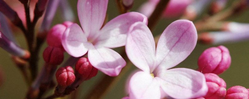 丁香怎么育苗（丁香苗怎么种）