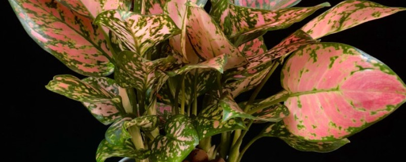 如意皇后开花后怎么养 如意皇后开花的养殖方法和注意事项