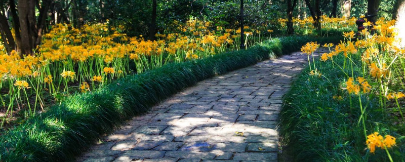 忽地笑是不是彼岸花（忽地笑和彼岸花哪个有毒）