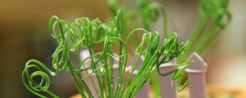 弹簧草有没有毒（弹簧草能吃吗）