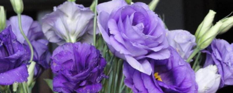 洋桔梗花期（洋桔梗插瓶花期有几天）