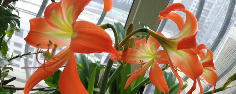 进口朱顶红有毒吗（进口的朱顶红好养吗）