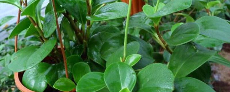 圆叶椒草和豆瓣绿的区别 圆叶椒草对人身体有害吗