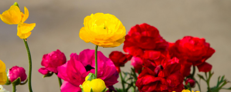 花毛茛有毒吗 花毛茛有毒吗?