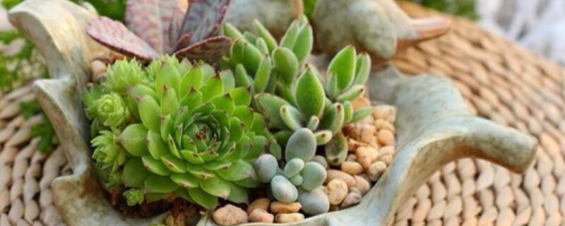 多肉新芽怎么移植（多肉新芽怎么移植视频）