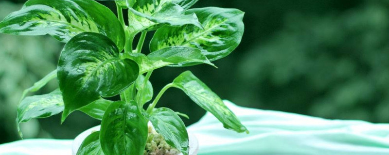 青叶碧玉怎么修剪造型 青叶碧玉怎么修剪造型好看