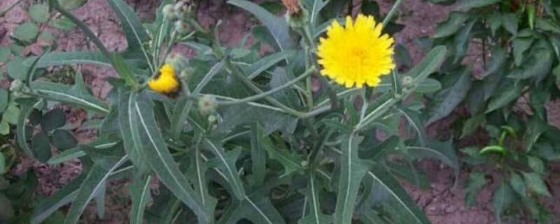 败酱草和蒲公英的区别（蒲公英与败酱草能配伍吗）
