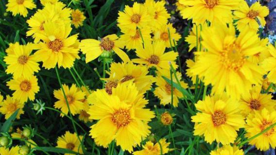 孔雀菊与万寿菊区别