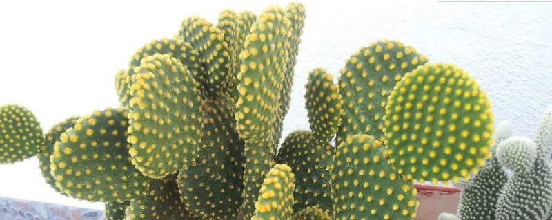 黄毛掌开花吗 黄毛掌开什么颜色的花