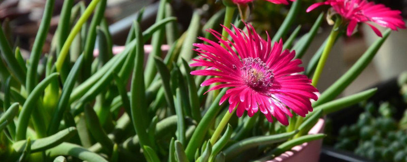 奔龙怎么繁殖（奔龙怎么繁殖最好）