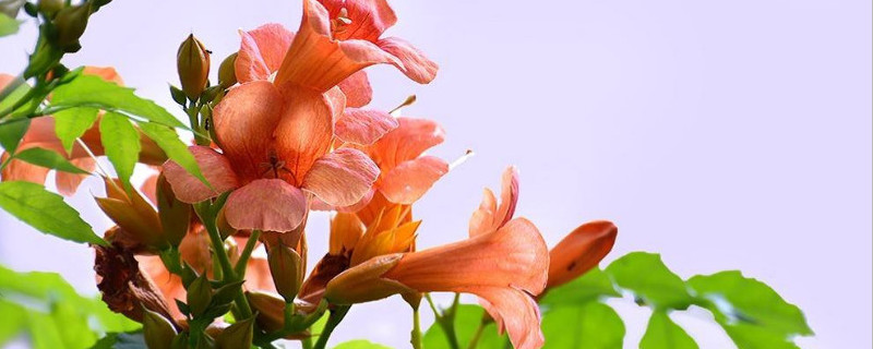 凌霄花移栽注意事项（凌霄花种植方法和注意事项）