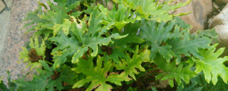 春羽如何长出龙鳞杆 春羽如何快速长出龙鳞杆