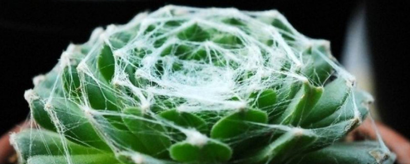 蛛丝卷绢侧芽怎么处理（蛛丝卷绢烂根怎么办）