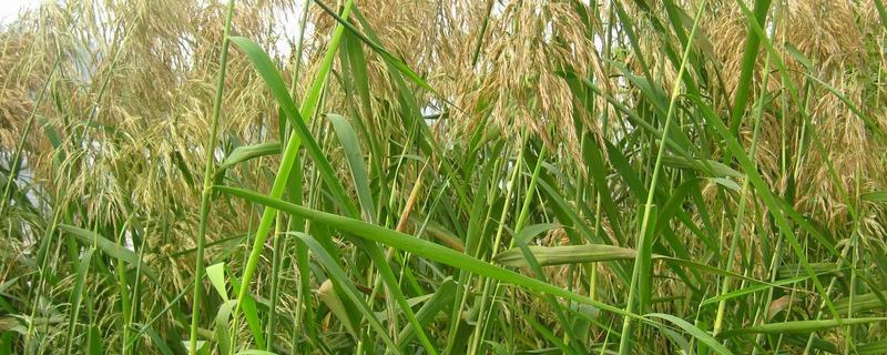 五节芒和芦苇的区别（芒和蒲苇的区别）
