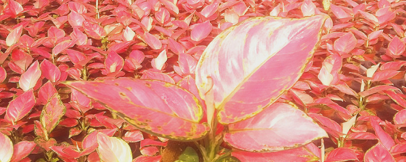 吉利红是什么植物 吉利红是什么植物的种子