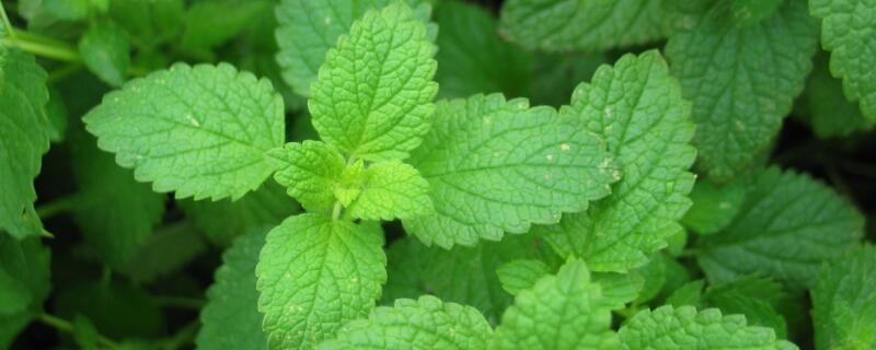 野薄荷怎么吃（野薄荷怎么吃视频）