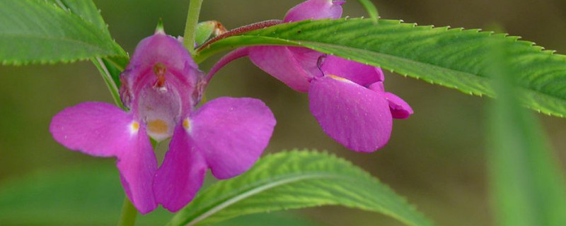 凤仙花怎么摘心（凤仙花怎么摘心图片）