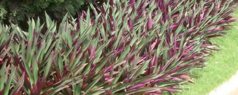 紫背万年青怎样换盆（紫背万年青盆栽）