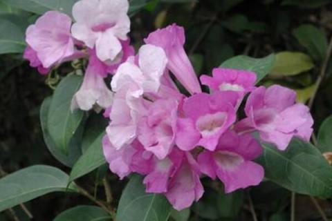 蒜香藤有毒吗有毒吗