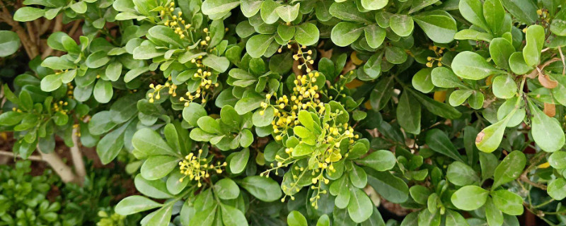 米兰怎么过冬 米兰怎么样过冬