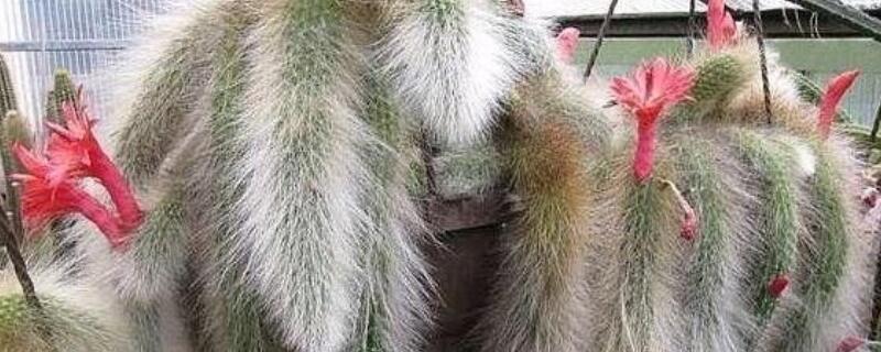 仙人掌猴尾怎样嫁接 猴尾巴仙人掌如何种植