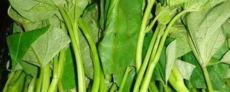 鲜地瓜叶的作用（地瓜叶有什么作用?）