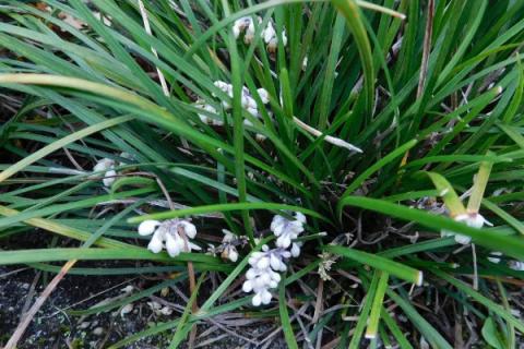 菖蒲和沿阶草的区别