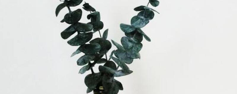 尤加利叶子上有斑点 尤加利叶子有黑点