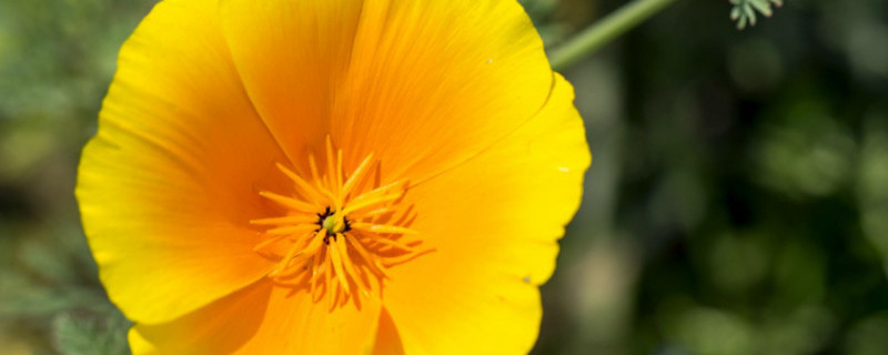 花菱草有毒吗（风花菜有毒吗）