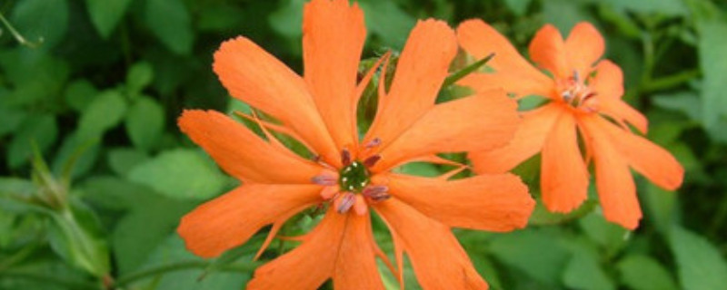 剪秋罗是一种什么植物（剪秋罗是一种什么植物图片）