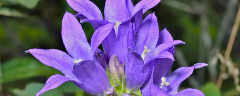 风铃草怎么度夏 风铃草夏天怎么养