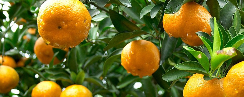桔子树干枯怎么救（桔子树枯了怎么办）