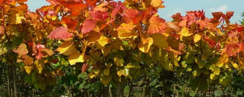 红杨和赤楠的区别（红杨和赤楠的区别图片）