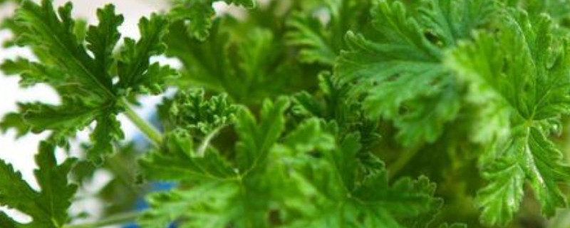 驱蚊草种子种法（驱蚊草种子图片大全）