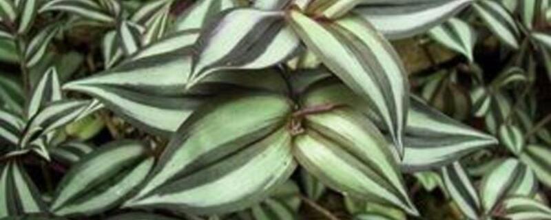 吊竹梅的功效与作用（吊竹梅的功效与作用图片）