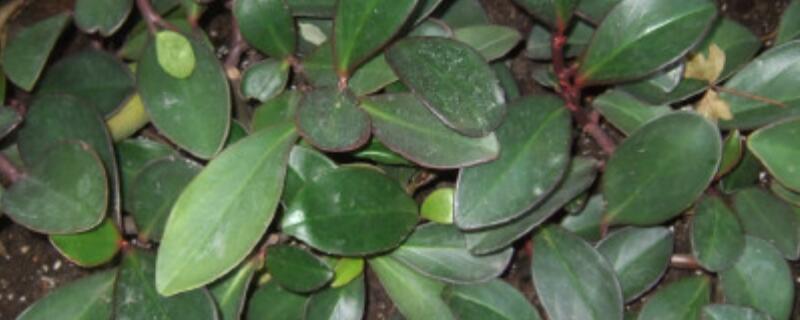 紫边碧玉椒草如何扦插 紫边碧玉椒草如何扦插视频