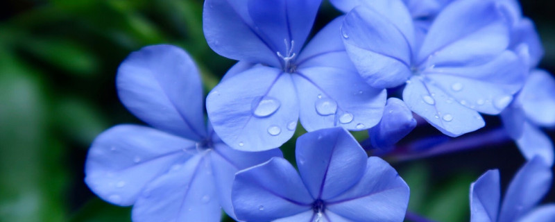 蓝雪花叶子发黄（蓝雪花叶子发黄枯萎怎么办）