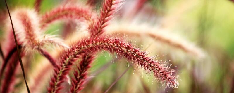 狐尾草有什么作用 狸尾草对肝有功效吗