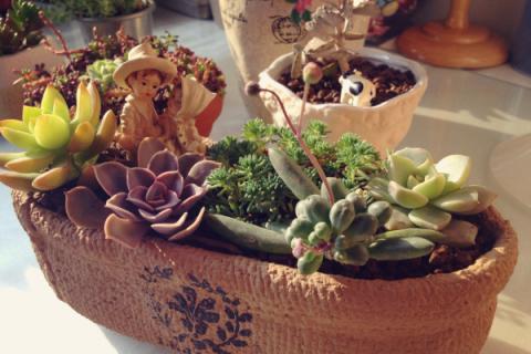 多肉可以放卧室养吗