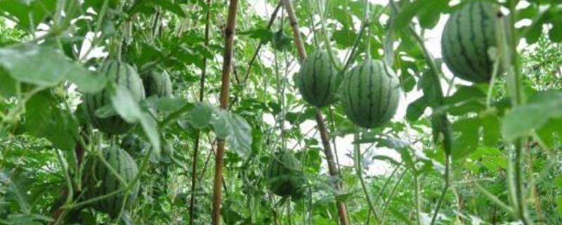 刚结的小西瓜为什么发黑（小西瓜长出来就黑了）