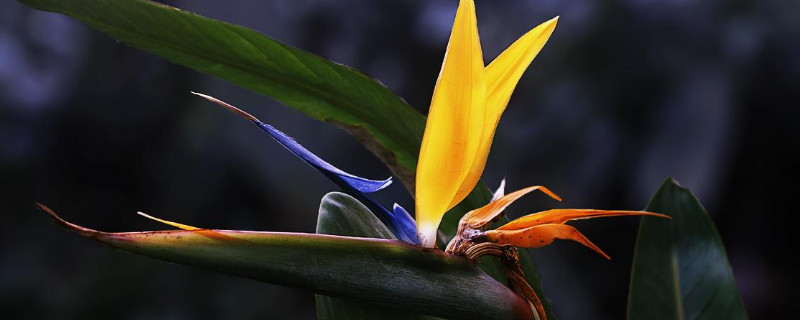 旅人蕉和天堂鸟区别 旅人蕉和天堂鸟的区别